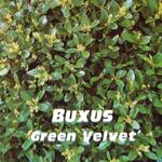 Buxus 'Green Velvet' - 