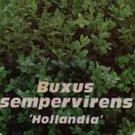Buxus sempervirens 'Hollandia' - 