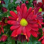 Chrysanthemum indicum'Elliot' - 