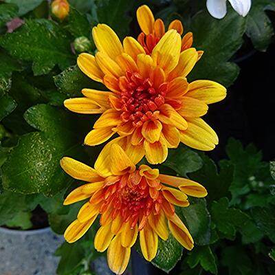 Chrysanthemum Indicum 'Jive Time' - 
