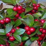 Gaultheria procumbens WINTER PEARLS 'Red Baron' - 