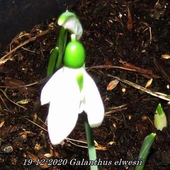 Galanthus elwesii