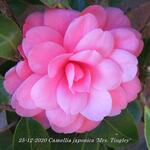 Camellia japonica 'Mrs. Tingley' - 