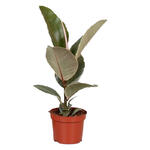 Ficus elastica 'Tineke' - 