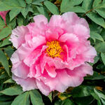 Paeonia suffruticosa  (roze) - 