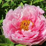 Paeonia suffruticosa  (roze) - Paeonia suffruticosa  (roze)