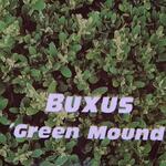 Buxus 'Green Mound' - 