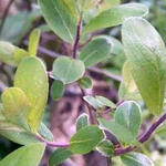 Salix aurita - 