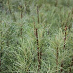 Salix elaeagnos subsp. angustifolia - 