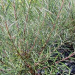 Salix purpurea - Salix purpurea