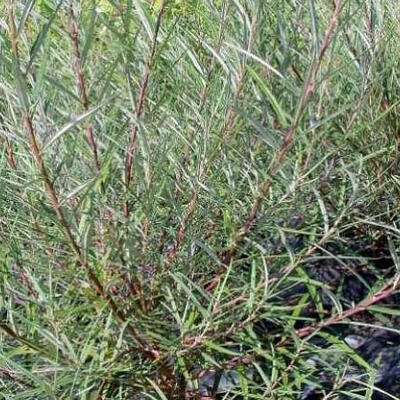 Salix purpurea - Purpur-Weide - Salix purpurea