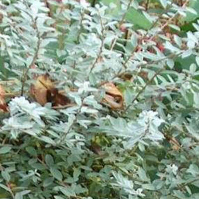 Salix repens var. nitida - 