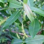 Salix triandra - Salix triandra