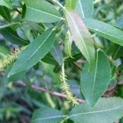 Salix triandra - 