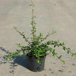 Cotoneaster  radicans 'Eichholz' - 