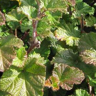 Rubus tricolor 'Betty Ashburner'