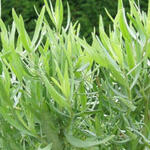 Artemisia dracunculus 'Senior' - Artemisia dracunculus 'Senior' - ESTRAGON, HERBE DRAGON, ARMOISE ÂCRE