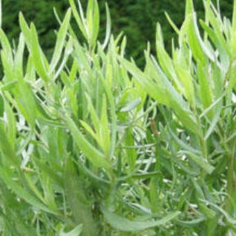 Artemisia dracunculus 'Senior'