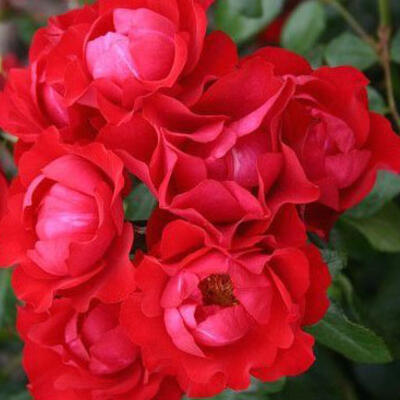 Rosa 'Black Forest Rose' - Rosa 'Black Forest Rose'