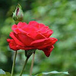 Rosa 'Dame de Coeur' - 