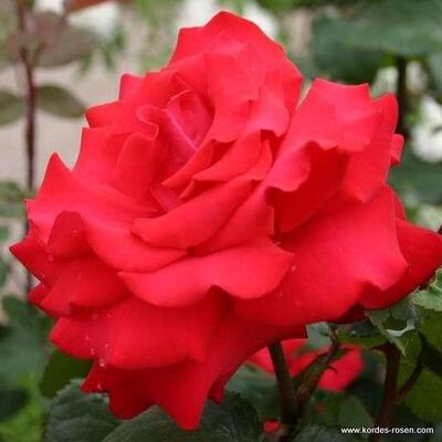 Rosa 'Grande Amore'  - 