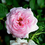 Rosa 'Home & Garden' - Rosa 'Home & Garden'