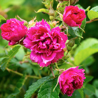 Rosa 'Pink Grootendorst' - 