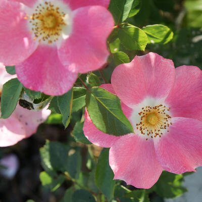 Rosa 'Pink Meidiland' - 