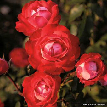 Rosa 'Planten un Blomen'