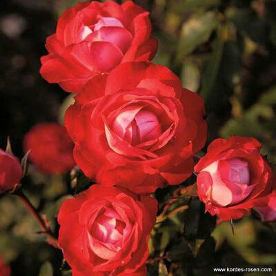 Rosa 'Planten un Blomen' - 