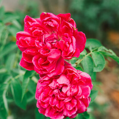 Rosa 'Red Fairy' - 