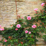 Rosa - climbing (roze) - Rosa - climbing (roze)