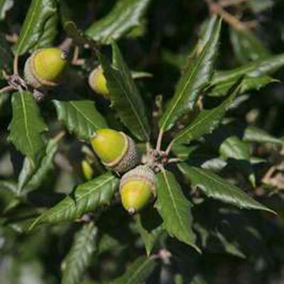 Quercus ilex - Steineiche