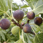 Ficus carica 'Rouge de Bordeaux' - Ficus carica 'Rouge de Bordeaux'