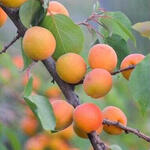 Prunus armeniaca 'Bergeron' - 