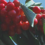Prunus avium 'Bigarreau Napoleon' - 