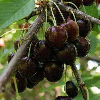 Prunus avium 'Bigarreau Noir'