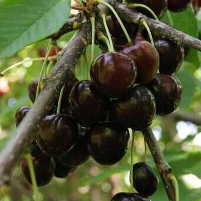 Prunus avium 'Bigarreau Noir' - 