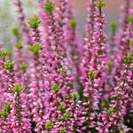 Calluna vulgaris (roze) - 