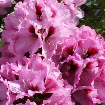 Rhododendron  'Kokardia'