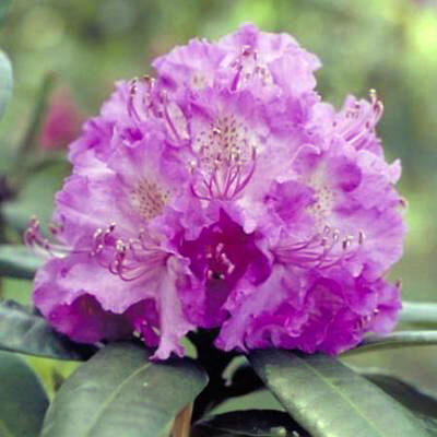 Rhododendron 'Alfred' - 