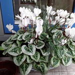 Cyclamen persicum 'SS-PICASSO wit' - 