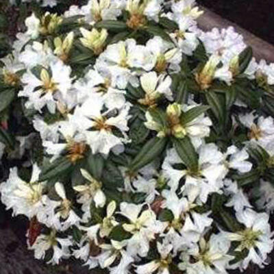 Rhododendron 'Dora Amateis' - 