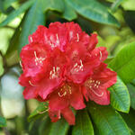 Rhododendron 'Elizabeth' - 