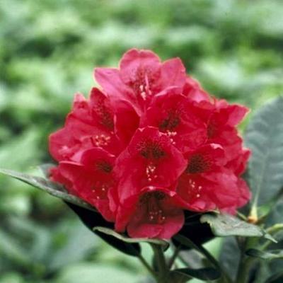 Rhododendron 'Lord Roberts' - Rhododendron 'Lord Roberts'