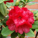 Rhododendron 'Red Jack' - Rhododendron 'Red Jack'