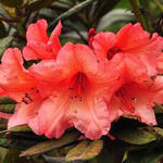 Rhododendron 'Tortoiseshell Orange' - Rhododendron 'Tortoiseshell Orange'