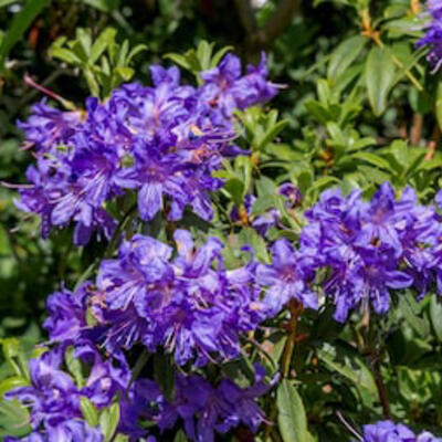 Rhododendron impeditum - 