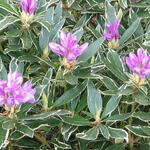Rhododendron ponticum 'Variegatum' - Rhododendron ponticum 'Variegatum'