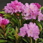 Rhododendron yakushimanum 'Caroline Allbrook' - Rhododendron yakushimanum 'Caroline Allbrook'
